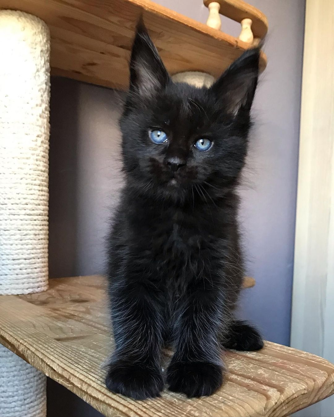 Available Kittens – Favor Maine coon Home