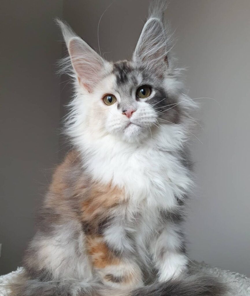 Available Kittens – Favor Maine coon Home