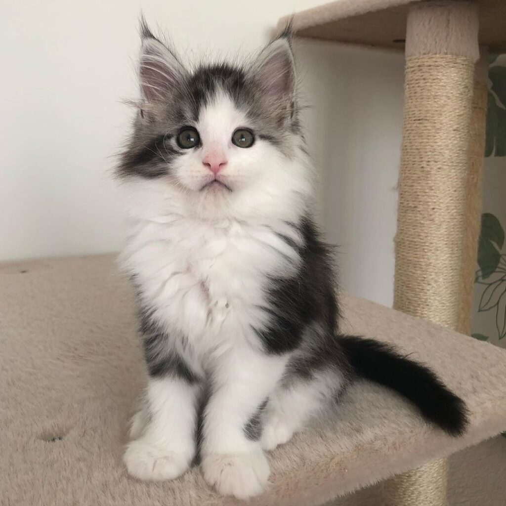 Available Kittens – Favor Maine coon Home